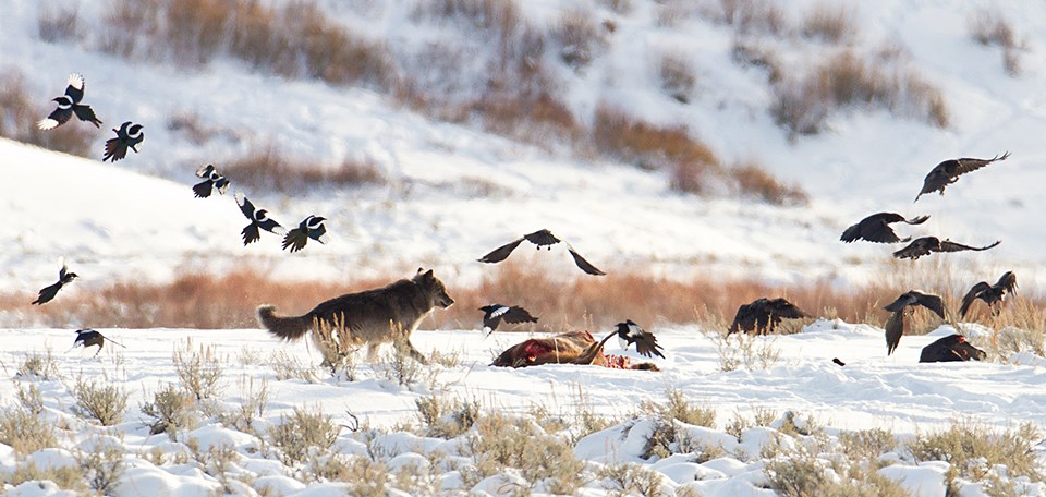 A wolf and birds scavenge a carcass in a snowy landscape.