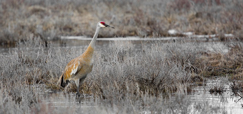 A large bird walking across a marshy landscape