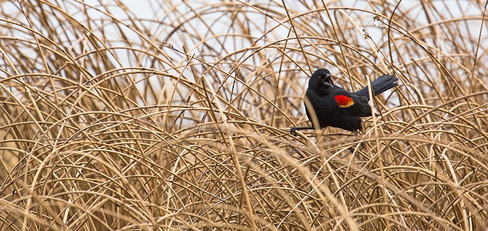 A red-winged blackbird sits in vegetation