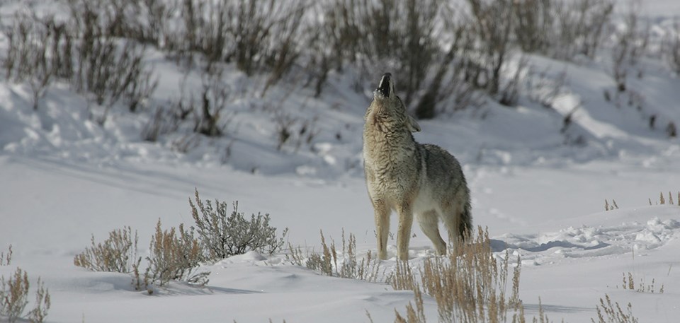 A coyote howling in a snowy landscape