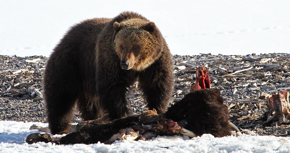 Grizzly bear standing over a carcass