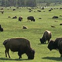 In Depth - Bison