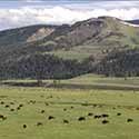 Bison herd in Lamar Valley