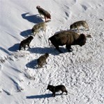 Wolf pack surrounds bison in the snow.