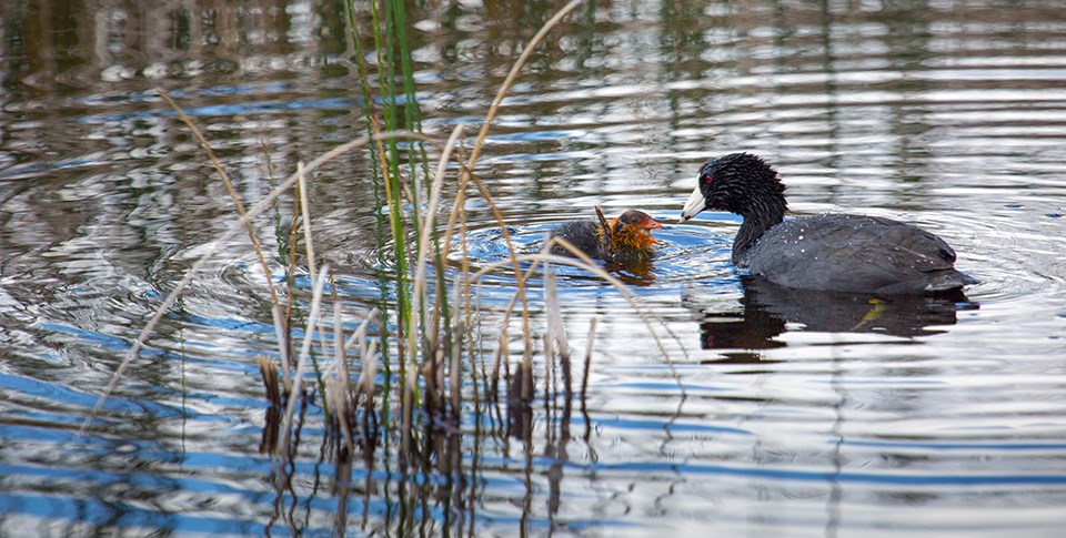 A bird and her chick swim among reeds.