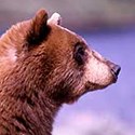 In Depth - Bears
