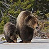 Boardwalk Bear