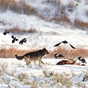 Birds fly around a carcass and a wolf