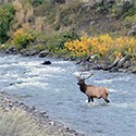 A bull elk standing in a river