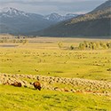 A large herd of animals in a large valley