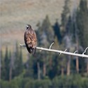 A large bird perches on a snag above a stream.