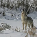 Howling coyote