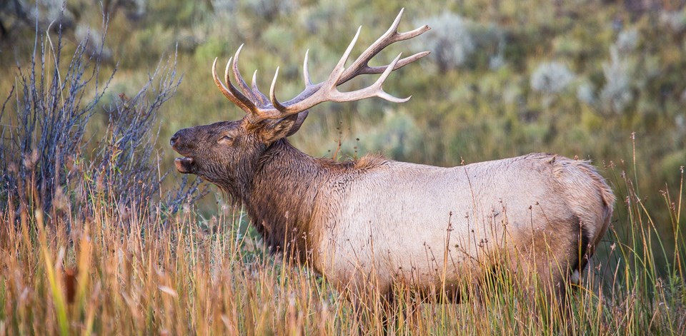 An elk bugles during the rut near Mammoth Hot Springs