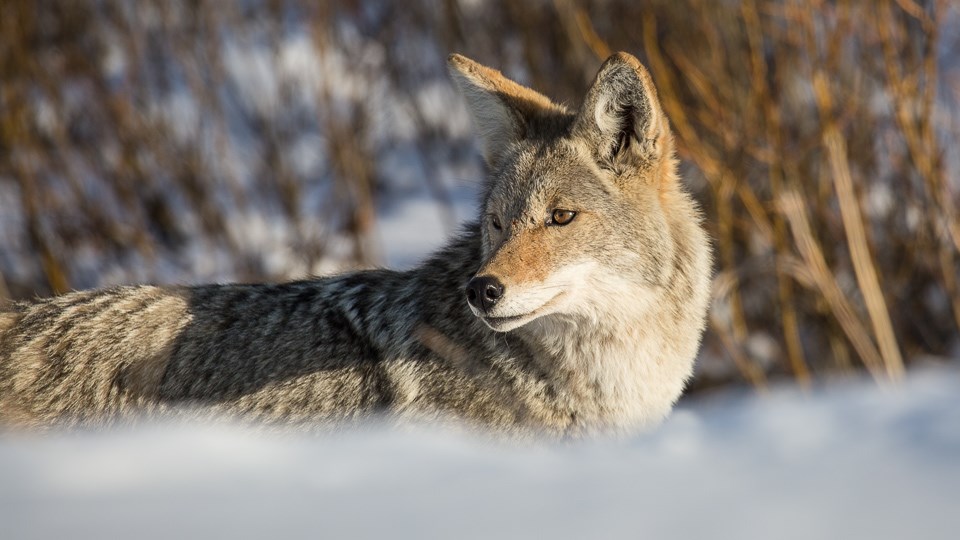 Why Do Dogs Howl With Coyotes