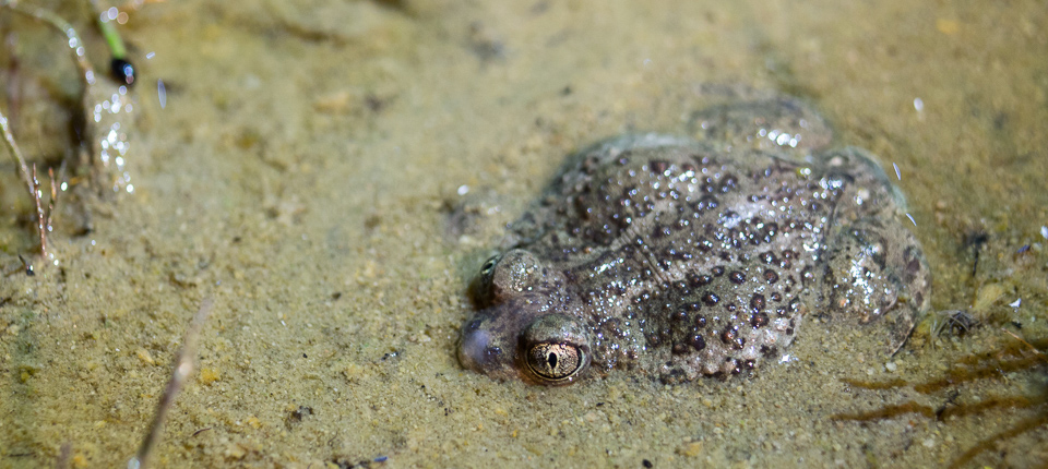 spadefoot toad