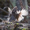 Ruffed Grouse