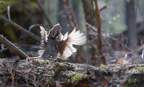 Ruffed grouse