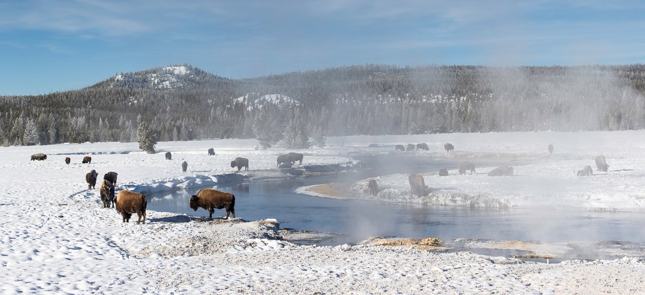 Photo of bison along the Gibbon River.