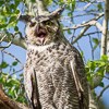 Minute Out In It: Backyard Owls