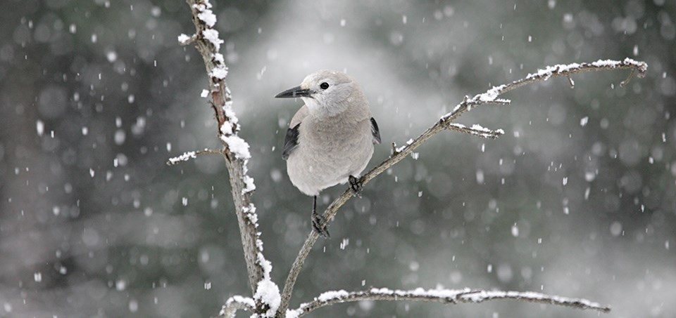 A gray and white bird on a tree branch with snow falling.