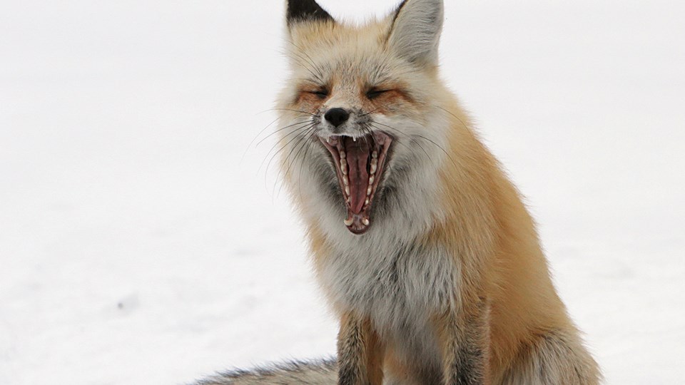 A red fox opens mouth wide