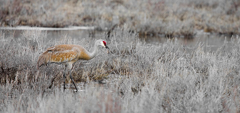 Large bird with red crest in a swampy meadow