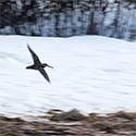 Bird in flight