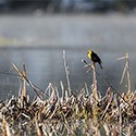 A Yellowheaded blackbird perched in a marsh