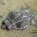 A toad slightly immersed in water