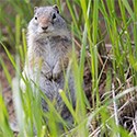 A ground squirrel stands on hind legs.