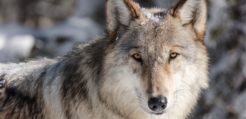 Sound Library - Wolves - Yellowstone National Park (. National Park  Service)