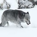 In Depth - Wolves
