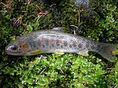 Westslope Cutthroat on streambank.