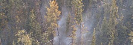 A smoldering ground fire