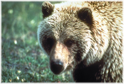 Close up of a Grizzly Bear