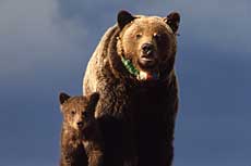 A sow grizzly with a small cub by her side.