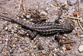 A sagebrush lizard basking in the sun