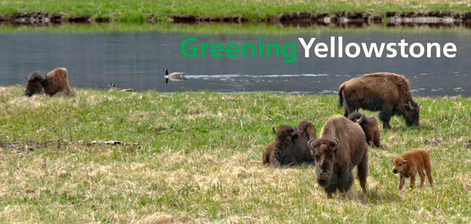 Bison on the Madison River in Yellowstone