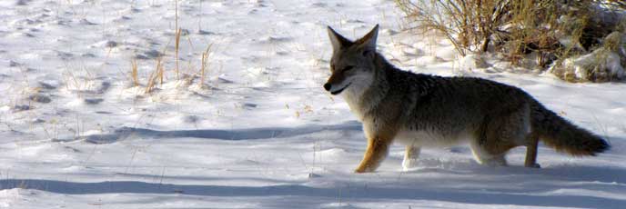 A coyote walks in the snow.