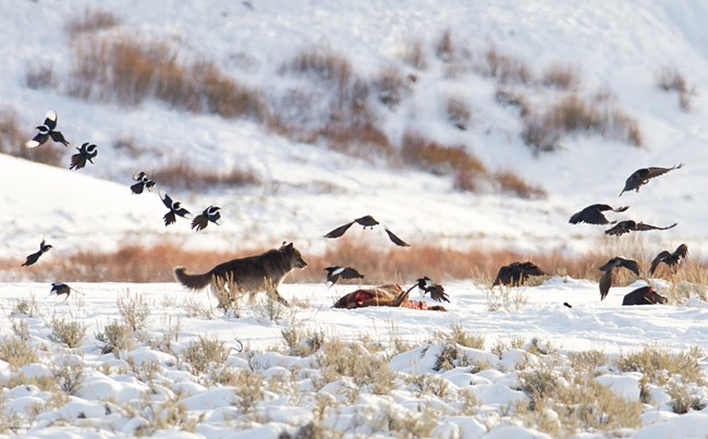 Wolf approaches a carcass and ravens go flying.