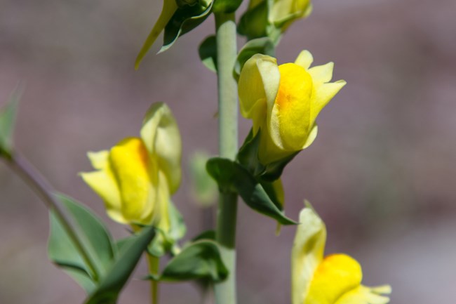 Yellow toadflax (Linaria vulgaris) - invasive species