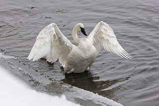 A large swan stretches its wings to shake off water.