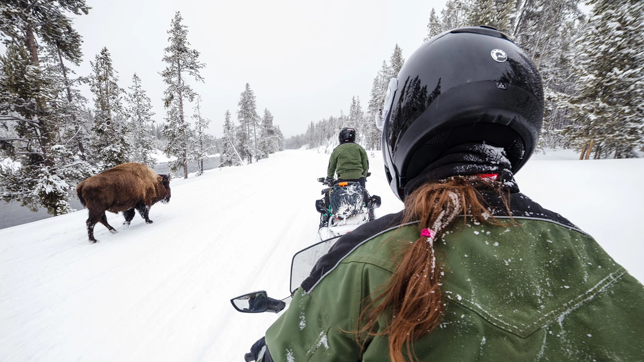 Snowmobiles pass bison in the road Snowmobiles pass bison in the road