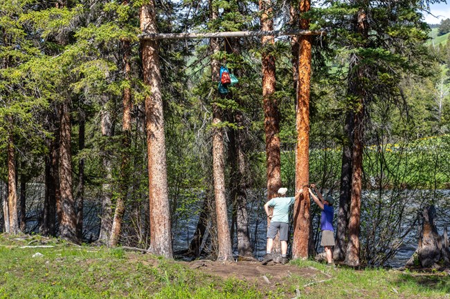 Backcountry hikers hang their food