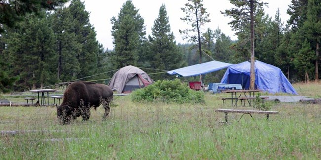 A bison grazes near picnic tables and tents in a grassy area