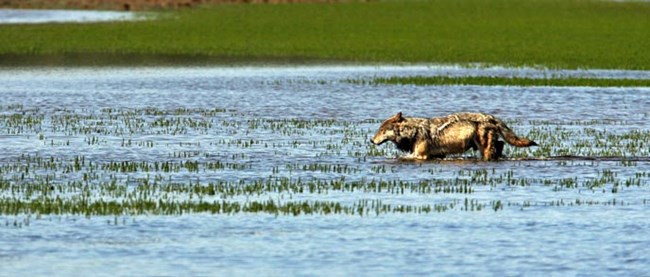 A wolf walks through nearly chest-deep water