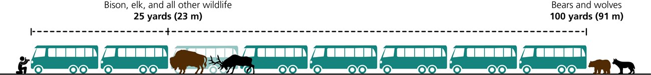 Safe wildlife watching distances are 25 yards (elk, bison, other wildlife) shown here as two buses, and 100 yards (bears and wolves) shown here as eight buses.