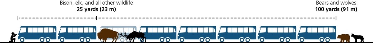 Safe wildlife watching distances are 25 yards (elk, bison, other wildlife) shown here as two buses, and 100 yards (bears and wolves) shown here as eight buses