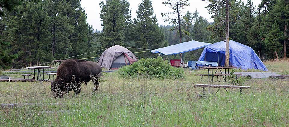 Bridge Bay campground site