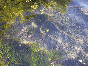 A stream bed is covered with snails. A stream bed is covered with snails.